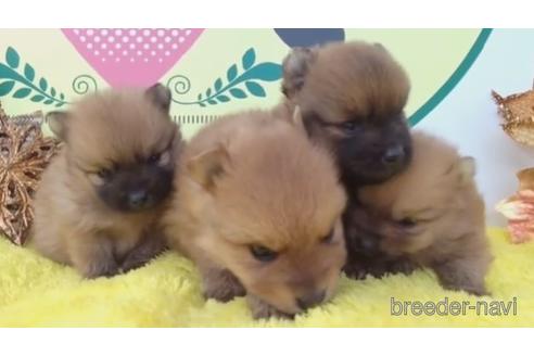 成約済の栃木県のポメラニアン-214118の1枚目